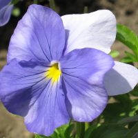 Viooltje blauw een